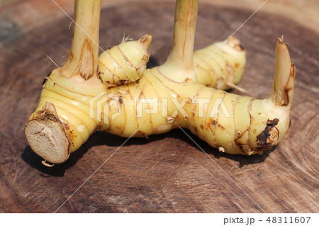 Galanga on wooden background Galanga on wooden background 48311607