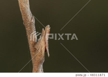 自然 植物 マンサク、剥がれかけた芽鱗がついている冬芽。芽鱗はとても剥がれやすいそうです 自然 植物 マンサク、剥がれかけた芽鱗がついている冬芽。芽鱗はとても剥がれやすいそうです 48311871