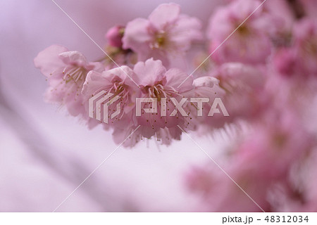 満開の雪割桜 満開の雪割桜 48312034