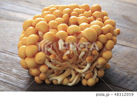 なめこ　《株とりなめこ》 48312059