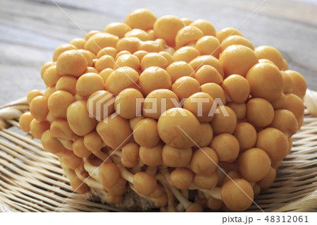 なめこ　《株とりなめこ》 48312061