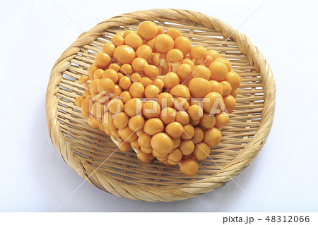 なめこ 《株とりなめこ》 なめこ 《株とりなめこ》 48312066