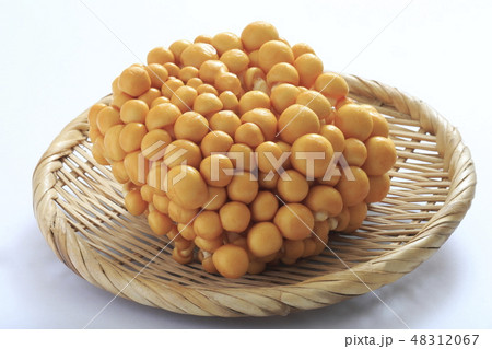 なめこ　《株とりなめこ》 48312067