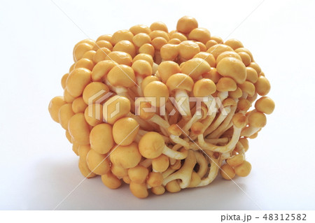 なめこ　（株とりなめこ） 48312582