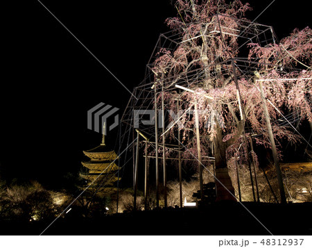 【京都府】東寺 夜桜ライトアップ 【京都府】東寺 夜桜ライトアップ 48312937