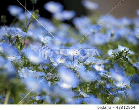 ネモフィラ ネモフィラ 48312954
