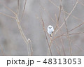 シマエナガ 48313053