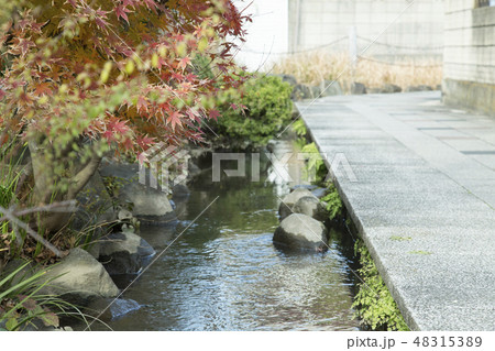 上小岩親水緑道 48315389