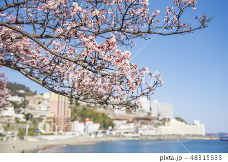 【熱海桜　ビーチ】 48315635