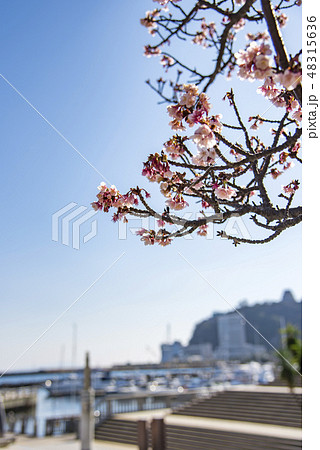 【熱海桜 ビーチ】 【熱海桜 ビーチ】 48315636