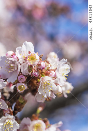 【熱海桜】 【熱海桜】 48315642