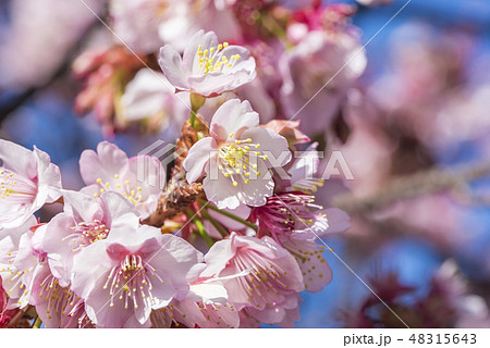 【熱海桜】 【熱海桜】 48315643