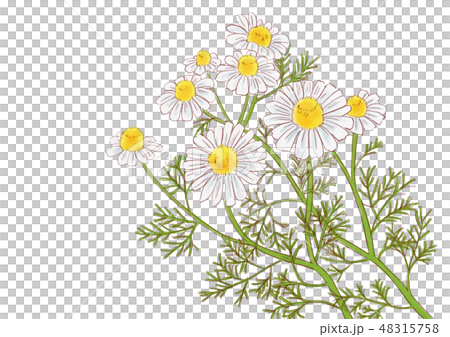 カモミールの花のイラスト素材 48315758 Pixta