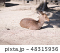 宮島のシカ 48315936