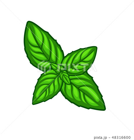 Fresh Green Basil Herb Leaves Isolated On White のイラスト素材