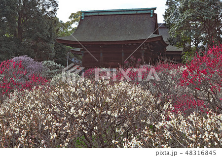 【道明寺天満宮 梅まつり】 (高解像度版) 大阪府藤井寺市道明寺1 【道明寺天満宮 梅まつり】 (高解像度版) 大阪府藤井寺市道明寺1 48316845