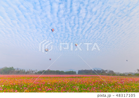 hot air balloons flying over Flower field hot air balloons flying over Flower field 48317105
