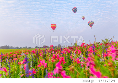 hot air balloons flying over Flower field hot air balloons flying over Flower field 48317124
