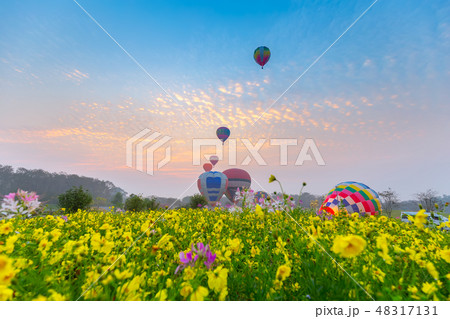 hot air balloons flying over Flower field  48317131