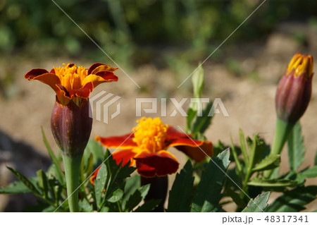 マリーゴールド 48317341