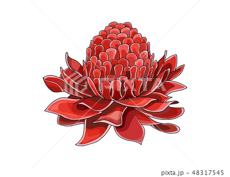 Cartoon halftone with Etlingera Elatior flower. Vector hand drown colored sketch Cartoon halftone with Etlingera Elatior flower. Vector hand drown colored sketch 48317545