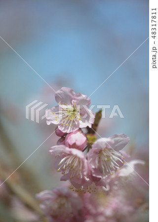 早春の雪割桜 早春の雪割桜 48317811