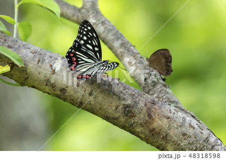 アカボシゴマダラ アカボシゴマダラ 48318598