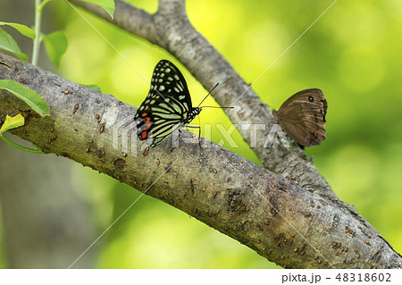 アカボシゴマダラ アカボシゴマダラ 48318602