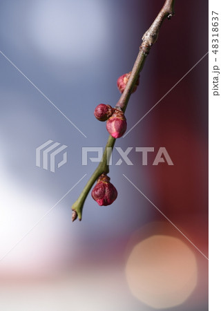 枝垂れ梅 48318637