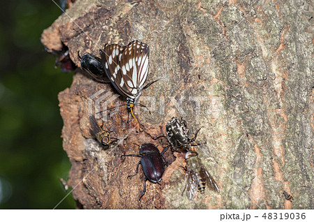ゴマダラチョウ ゴマダラチョウ 48319036
