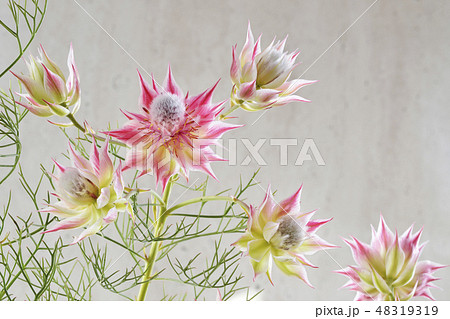 セルリアの花 セルリアの花 48319319