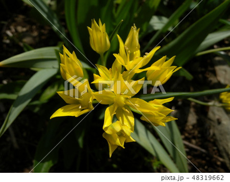 チューリップ 48319662