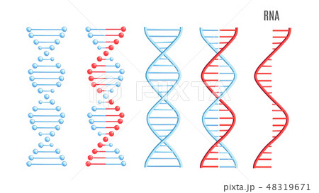 Vector Dna Rna Molecule Helix Spiral Genetic Codeのイラスト素材