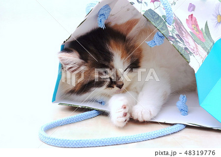 大好きな袋で寝る子猫 48319776
