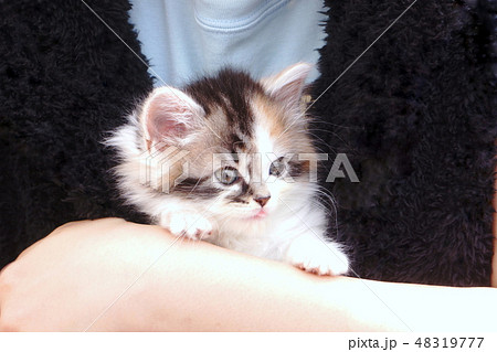 だっこされる子猫 48319777