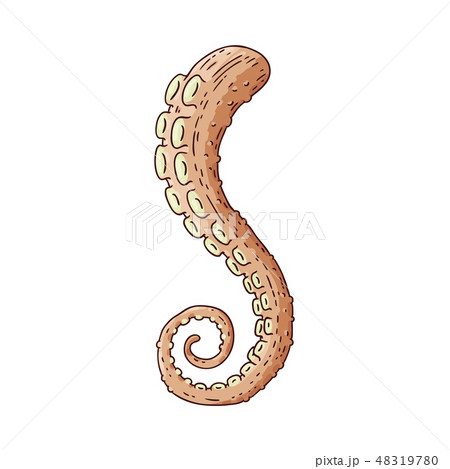 Vector ocopus or squid tentacle sketch icon 48319780
