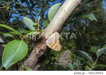 コムラサキ 48319942