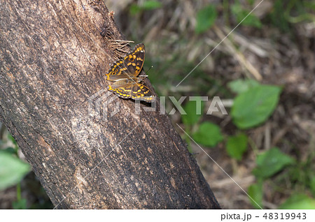 コムラサキ 48319943