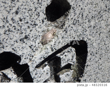石と同化したカジカガエル 石と同化したカジカガエル 48320316