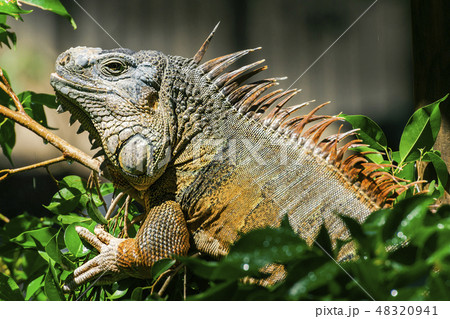 Green Iguana Green Iguana 48320941