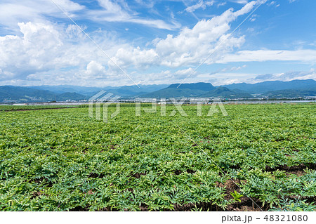 群馬県昭和村　こんにゃく畑と山々　（8月）　 48321080