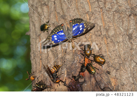 オオムラサキ 48321123