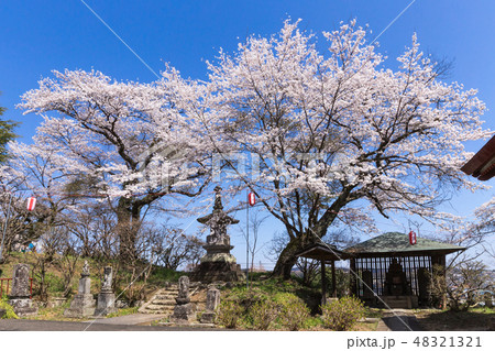 千手山公園の桜 48321321