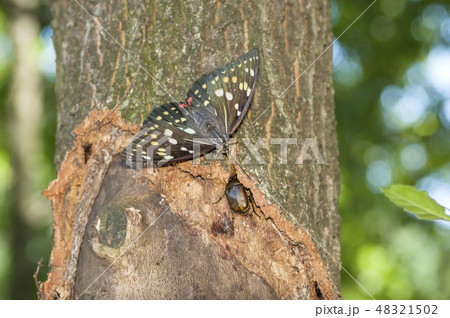 オオムラサキ 48321502