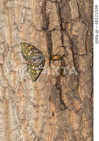 オオムラサキ 48321506