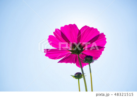 cosmos flower (Cosmos Bipinnatus) in the garden cosmos flower (Cosmos Bipinnatus) in the garden 48321515