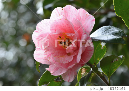 ツバキ(白露錦) ツバキ(白露錦) 48322161