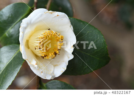 ツバキ（加茂本阿弥） 48322167