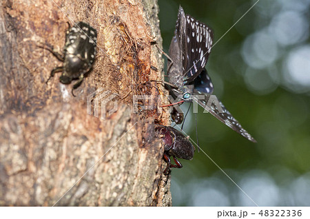 スミナガシ 48322336