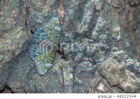 スミナガシ 48322344